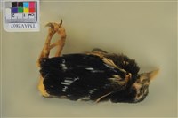 臺灣藍鵲藏品圖，第5張